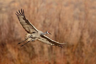 Sandhill Crane On Final