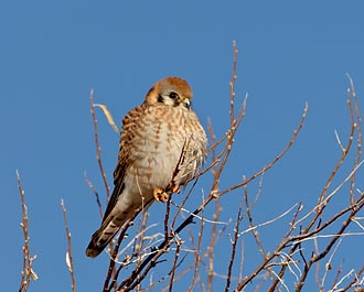 Female American Kestrel