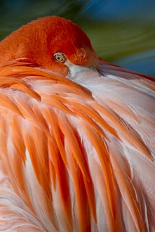 Caribbean Flamingo