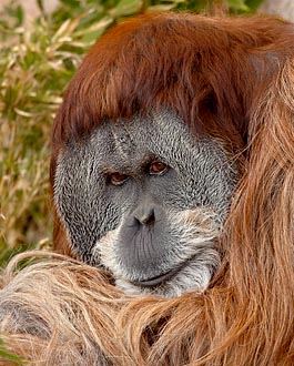 Male Orangutan