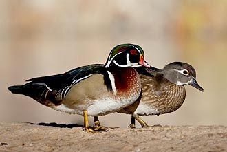 Wood Duck Pair