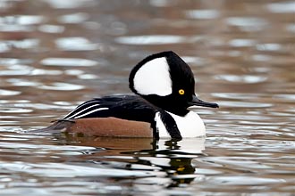 Male Hooded Merganser In Breeding Plumage