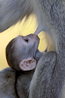 Vervet Monkey Nursing