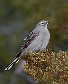 Townsend's Solitaire