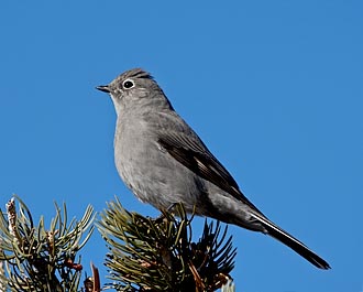 Townsend's Solitaire