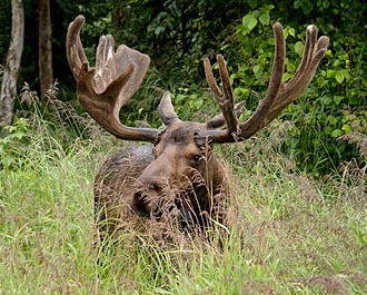 Bull Moose In Velvet