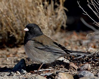 Oregon Junco