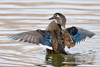 Female Wood Duck