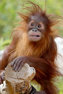 Juvenile Orangutan