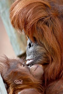 Orangutan Mother Kissing Her Baby