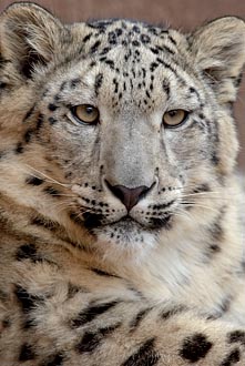 Snow Leopard Cub