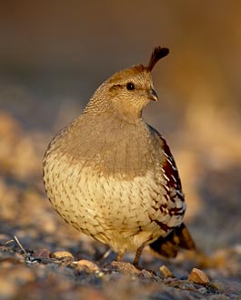 Female Gambel's Quail