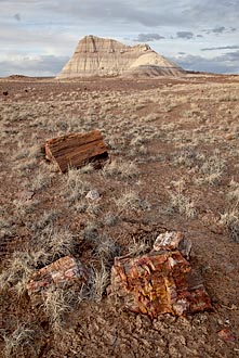Petrified Wood and Eroded Hill