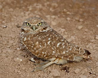 Burrowing Owl