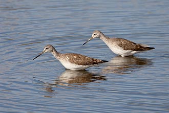 Two Greater Yellowlegs