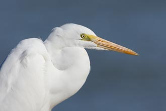 Great Egret