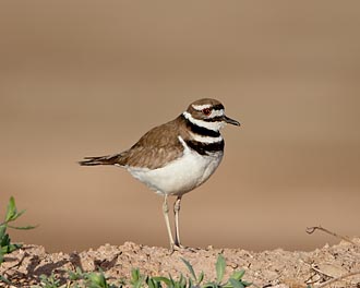 Killdeer