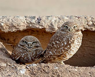 Burrowing Owl Pair