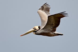 Brown Pelican In Flight