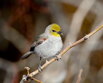 Male Verdin