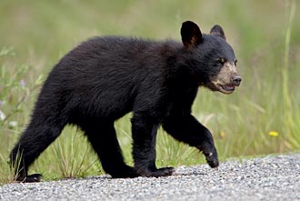 Black Bear Cub