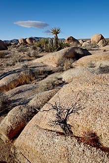 Joshua Tree Landscape