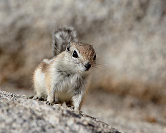 Whitetail Antelope Squirrel