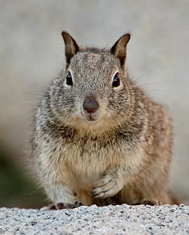 California Ground Squirrel