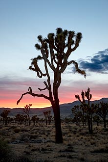 Joshua Tree Sunset