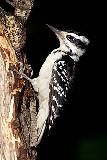 Female Hairy Woodpecker