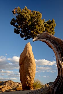 Juniper And Boulder