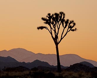 Joshua Tree Sunset