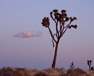 Joshua Tree At Dusk