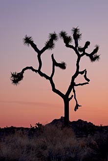 Joshua Tree Dawn