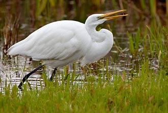 Great Egret With Prey