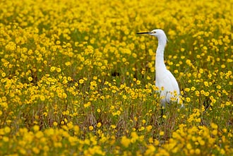 Snowy Egret Among Goldfields