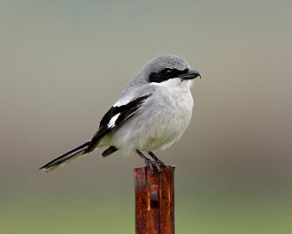 Loggerhead Shrike