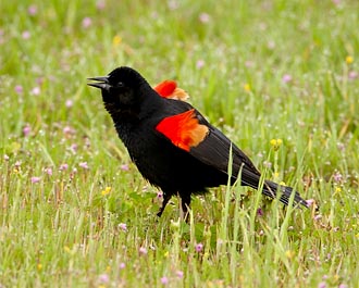 Male Red-Winged Blackbird Displaying
