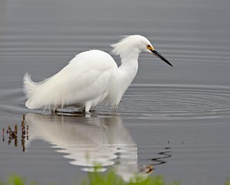 Snowy Egret