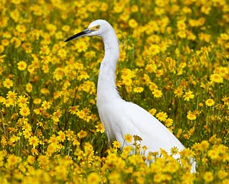 Snowy Egret Among Goldfields