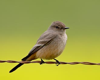 Western Wood-Pewee