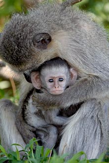 Infant Vervet Monkey