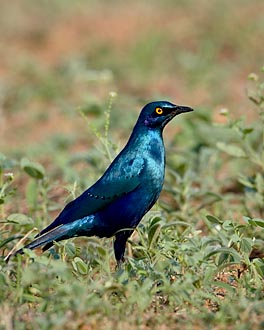 Greater Blue-Eared Glossy Starling
