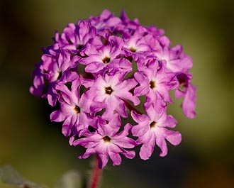 Desert Sand Verbena