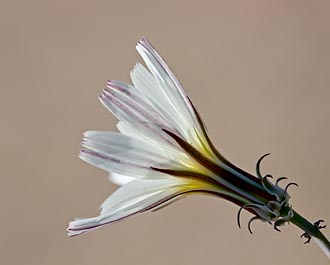 Desert Chicory