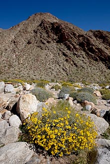 Brittlebush