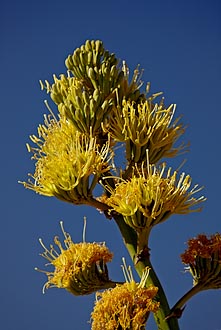 Desert Agave Bloom