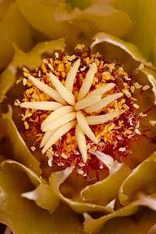 Red Barrel Cactus Flower Detail