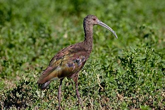 White-Faced Ibis