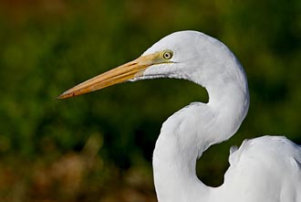 Great Egret